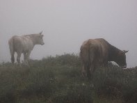 fugio Pirao-20101010 002